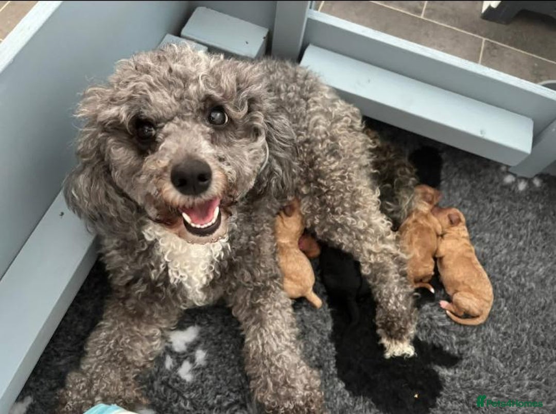 Cavapoo dogs for sale: Cavapoo puppies  - Image 4