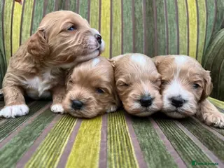 Cavapoo dogs F1 CAVAPOO PUPPIES 5 STAR LICENSED BREEDER. - Advert 16