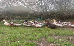 Ducks poultry for sale: Silver Appleyard drakes - Advert 3