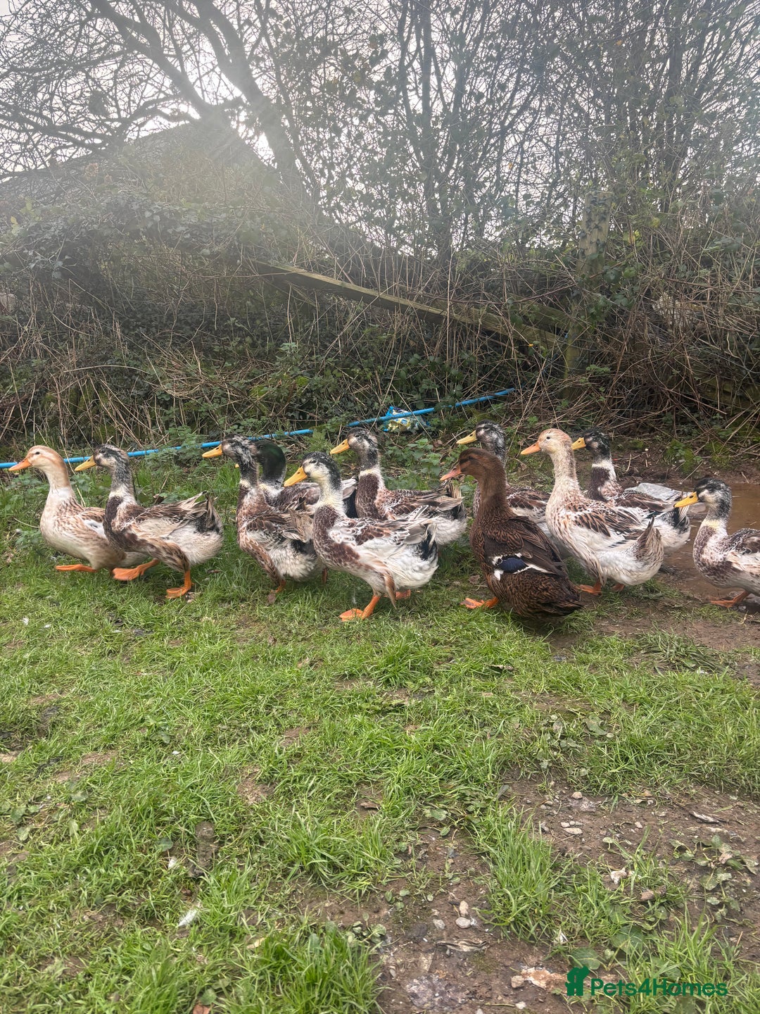 Ducks poultry for sale: Silver Appleyard drakes - Advert 3