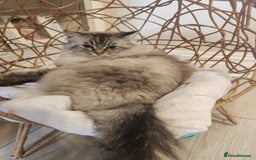 Ragdoll cats for sale: Ready now x - Advert 6