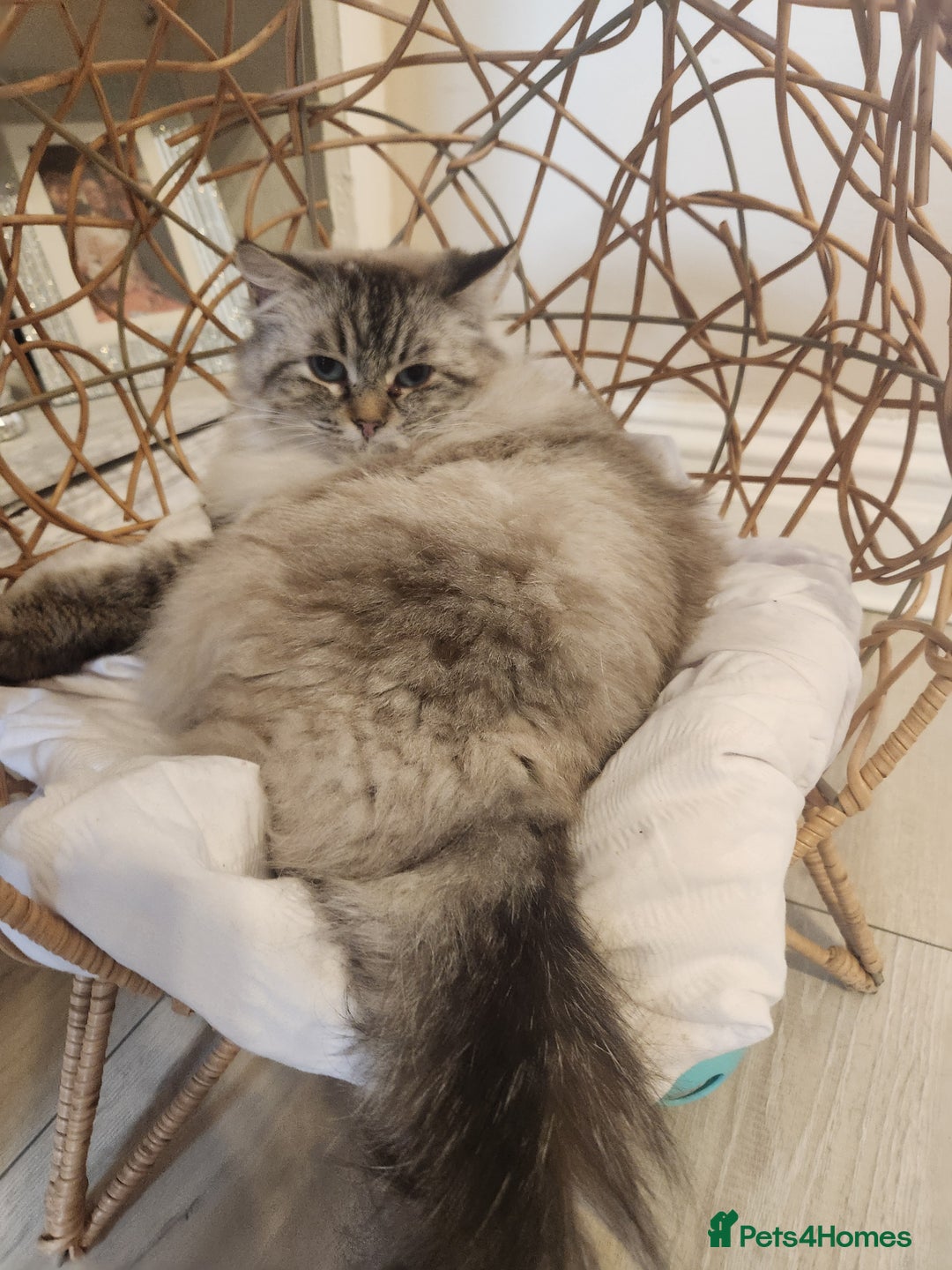 Ragdoll cats for sale: Ready now x - Advert 6