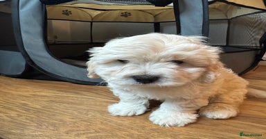 Maltipoo dogs - Advert 1