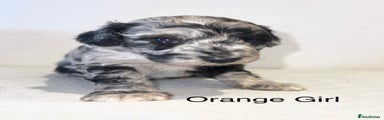 Orange Girl