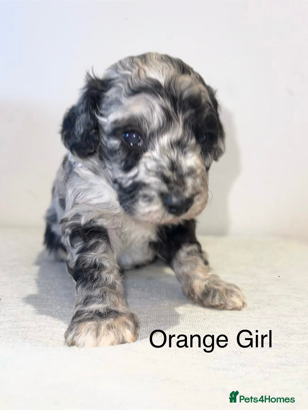 Mixed Breed dogs for sale: Cadoodle Puppies for sale - Advert 12