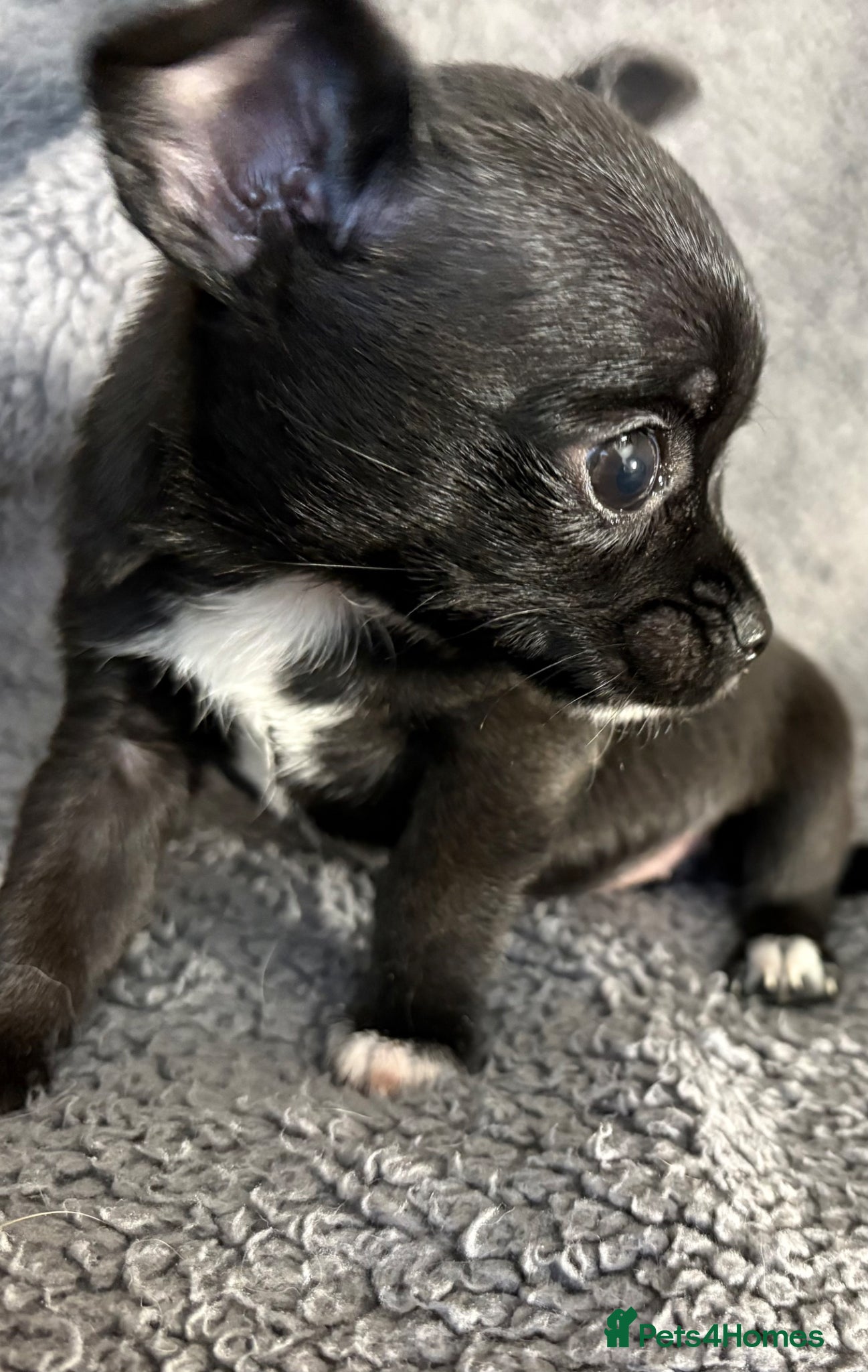 Chihuahua dogs One only - Female chihuahua puppy, russian lines - Advert 1