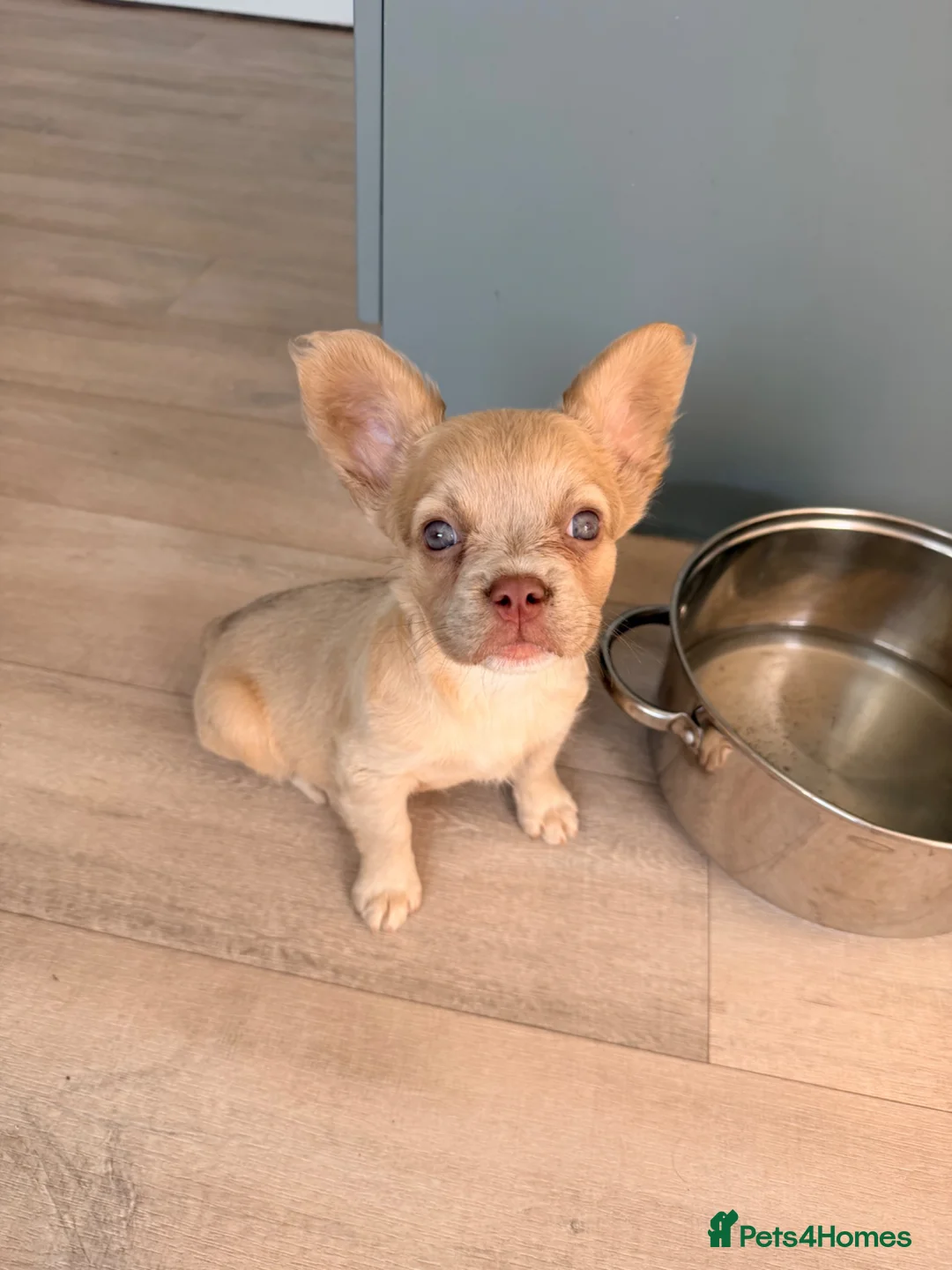 French Bulldog dogs for sale: 💕 gorgeous fluffy frenchie girl £875 - Advert 2