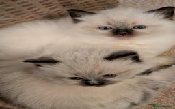 Ragdoll cats for sale: Purebred Ragdoll Kittens - Image 5