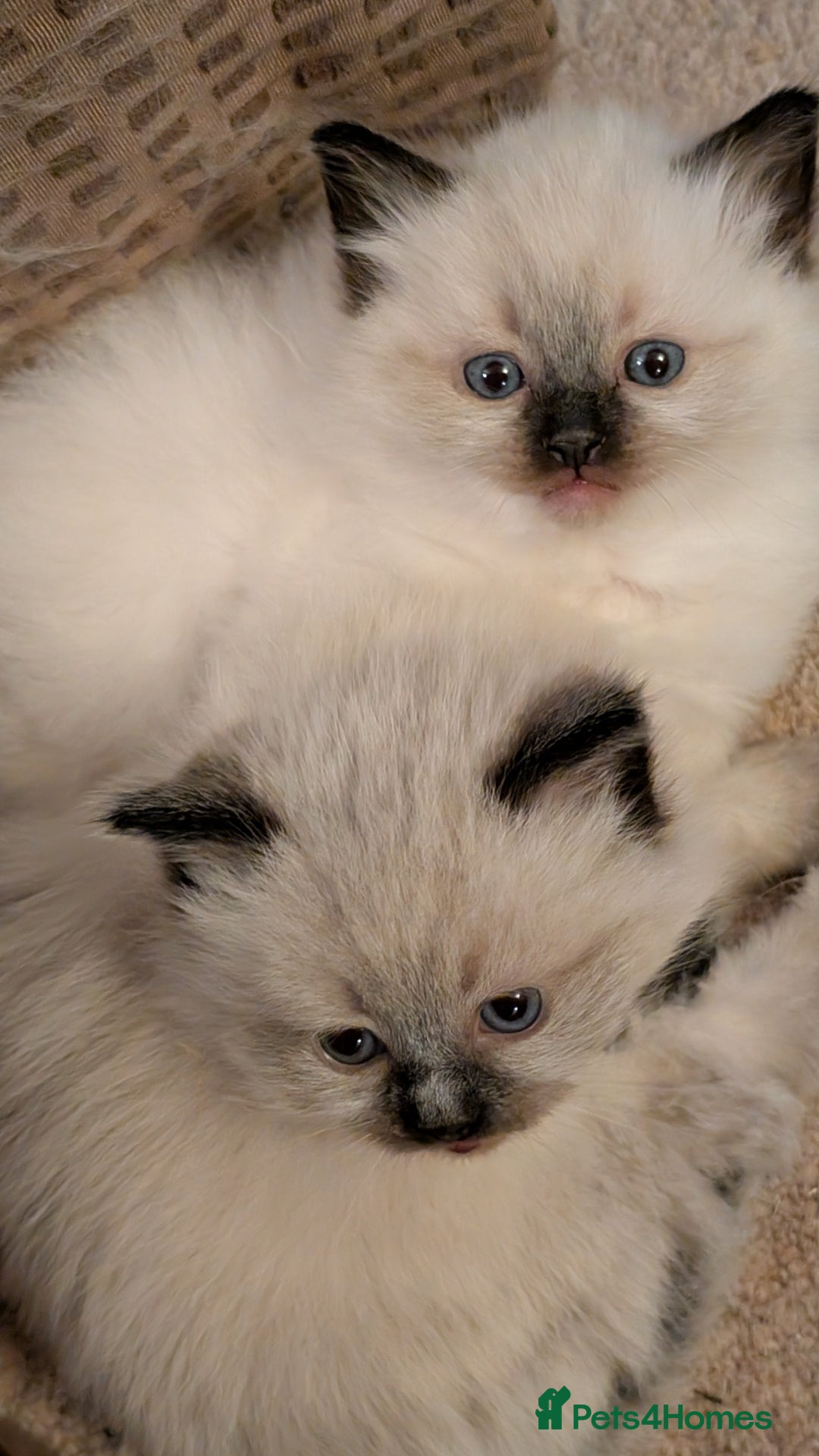 Ragdoll cats for sale: Purebred Ragdoll Kittens - Image 5