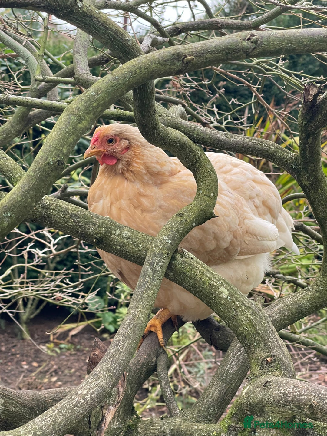 Chickens poultry for sale: BANTAM WYANDOTTE HENS & COCKERELS - Advert 20