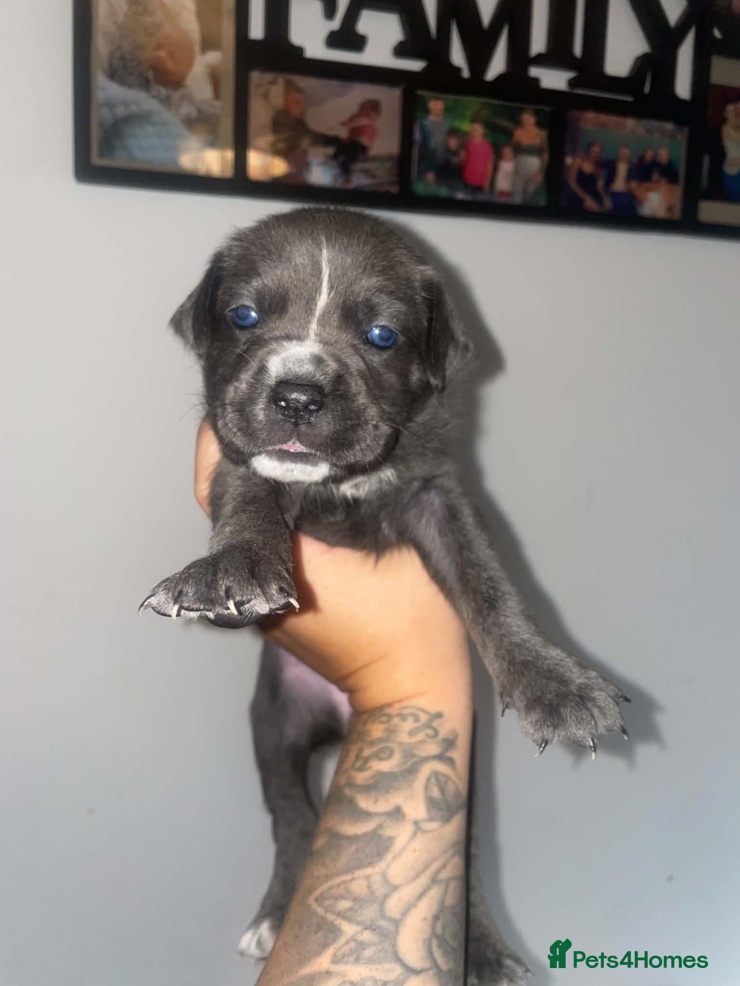 Cane Corso dogs Full breed cane corso puppies - Advert 2