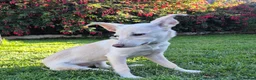 Mixed Breed dogs for sale: Mabel is 5 months old  - Advert 11