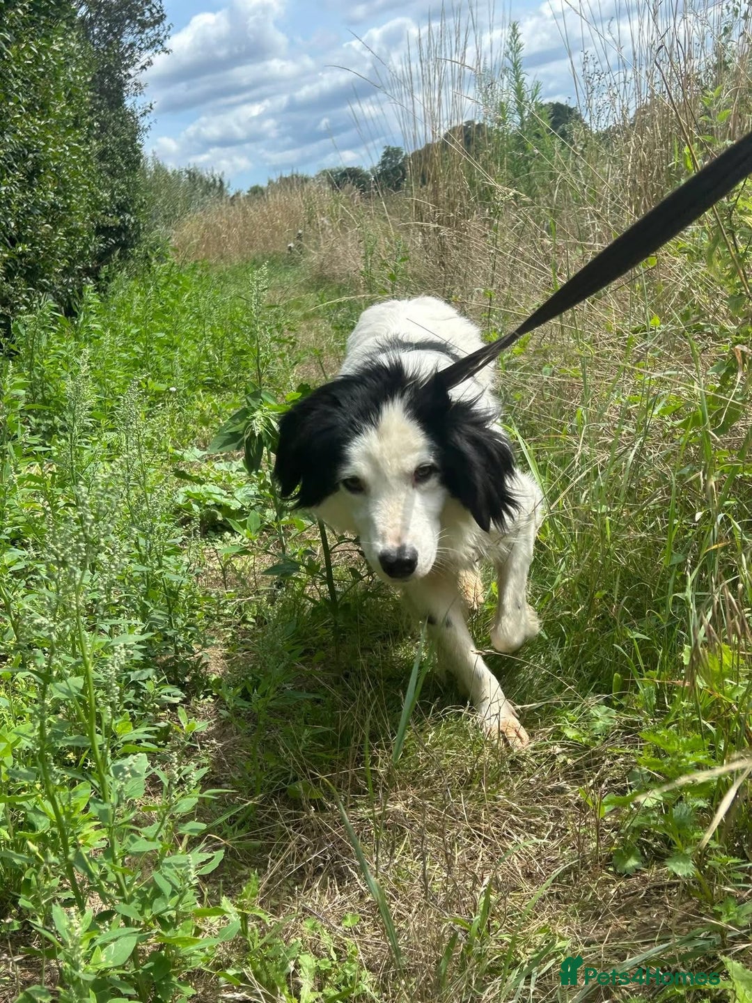 Mixed Breed dogs for adoption: Spotty - Norwich Norfolk  - Image 18