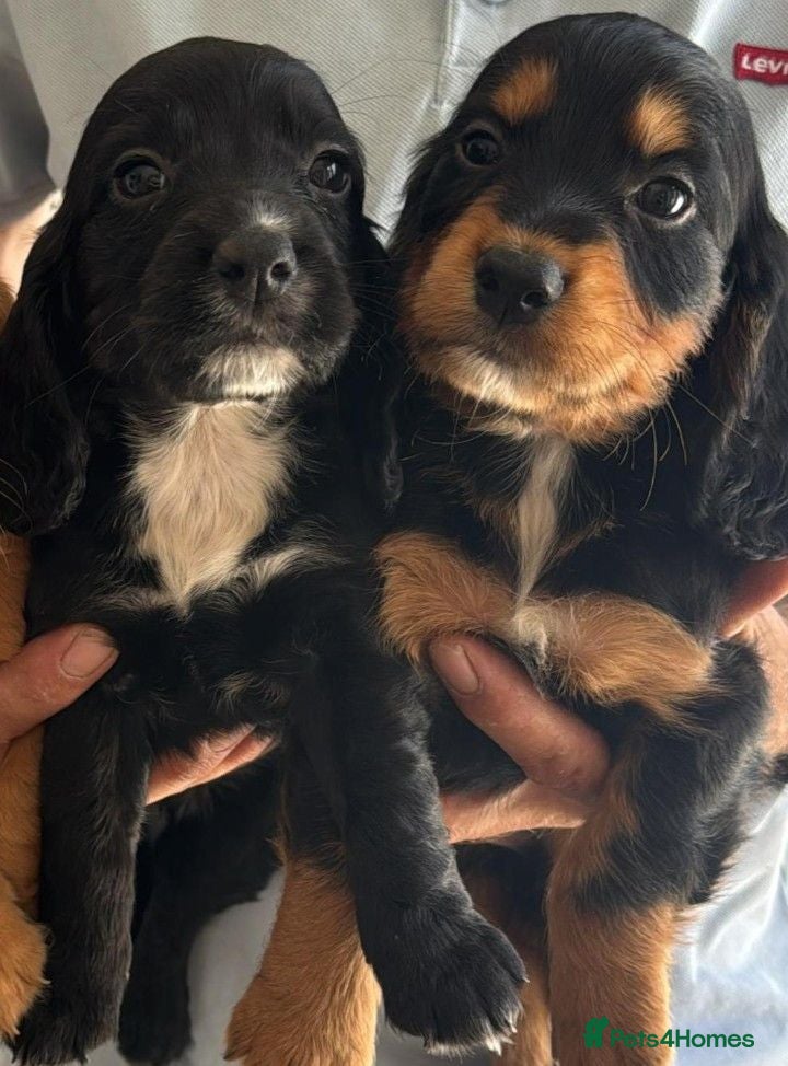Cocker Spaniel dogs COCKER SPANIEL 8 weeks 27th June  - Advert 1