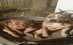 American Bully dogs for sale: Micro Merle bullys - Image 10