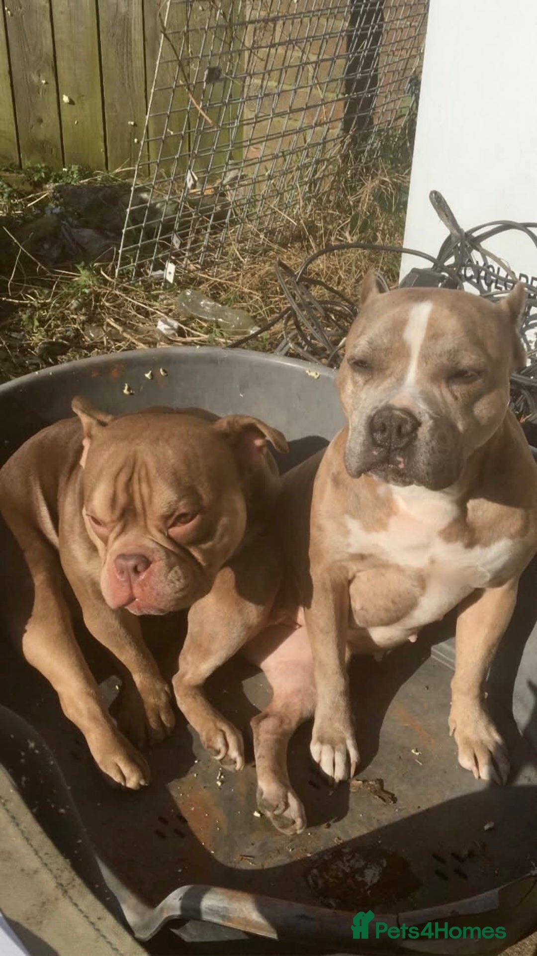 American Bully dogs for sale: Micro Merle bullys - Image 10
