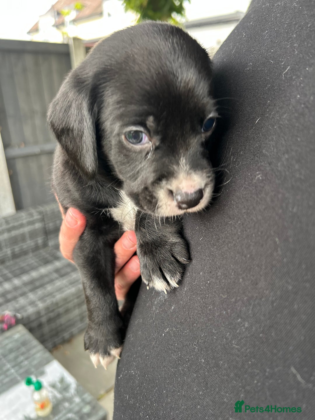 Mixed Breed dogs for sale: Mix breed puppies - Image 5