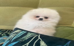 Pomeranian dogs for sale: Quality Pom puppies from Five Star Breeder  - Image 21