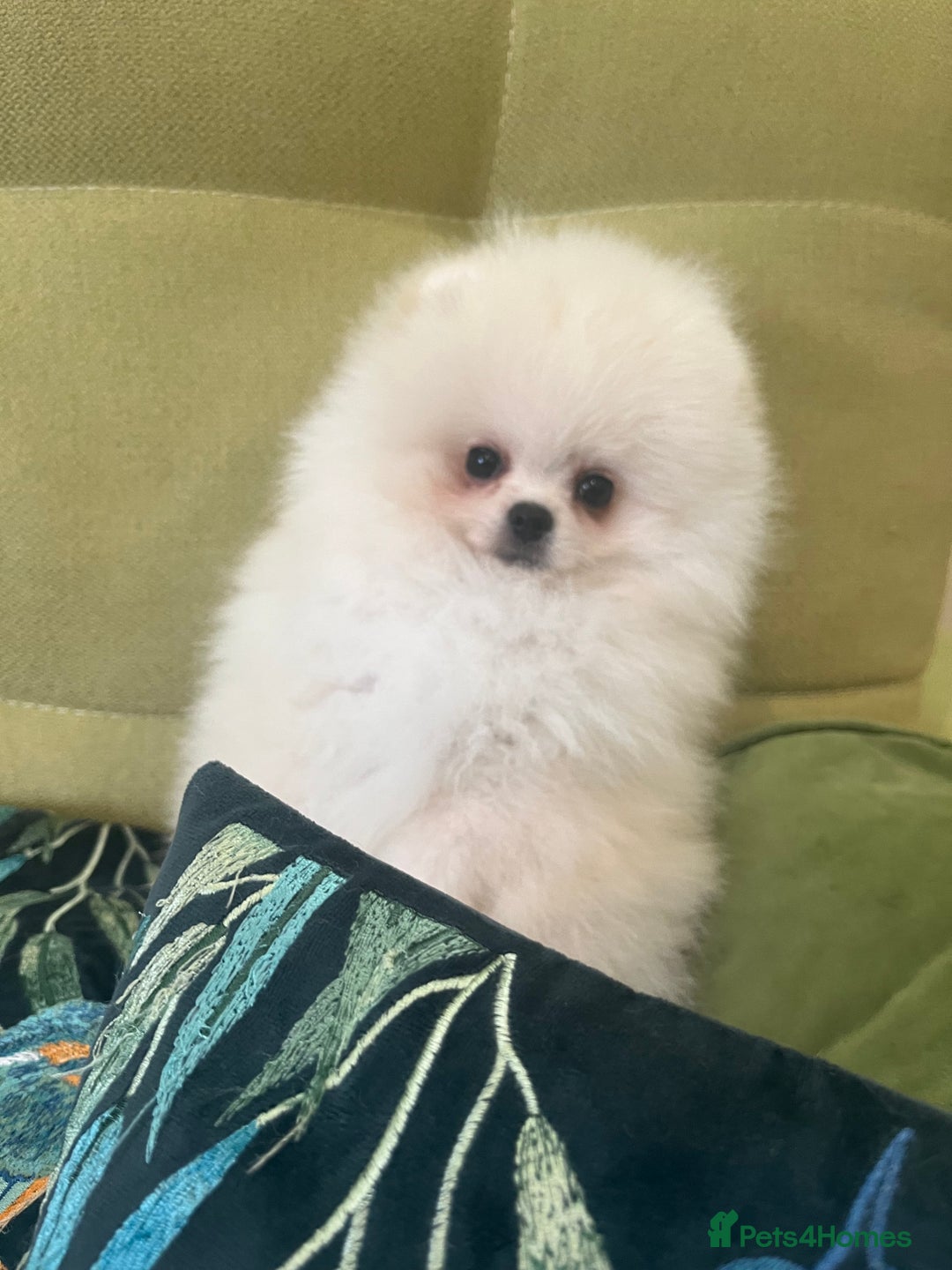 Pomeranian dogs for sale: Quality Pom puppies from Five Star Breeder  - Image 21