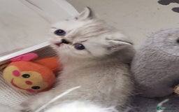 Exotic cats for sale: Fabulous  Colour Point Babies  - Image 2