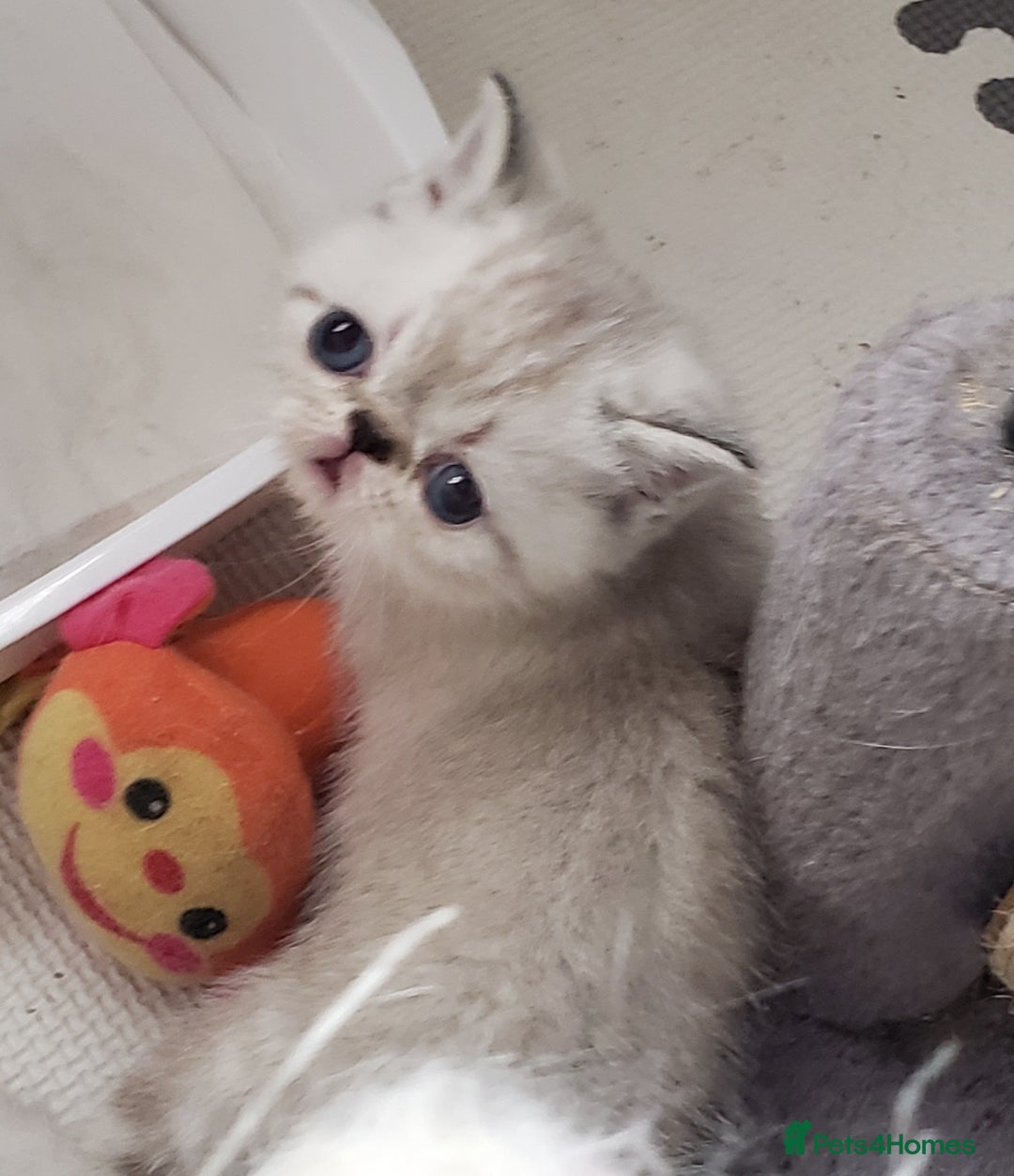 Exotic cats for sale: Fabulous  Colour Point Babies  - Image 2