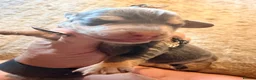 Dachshund dogs for sale: 7 beautiful dachshund puppies  - Advert 4