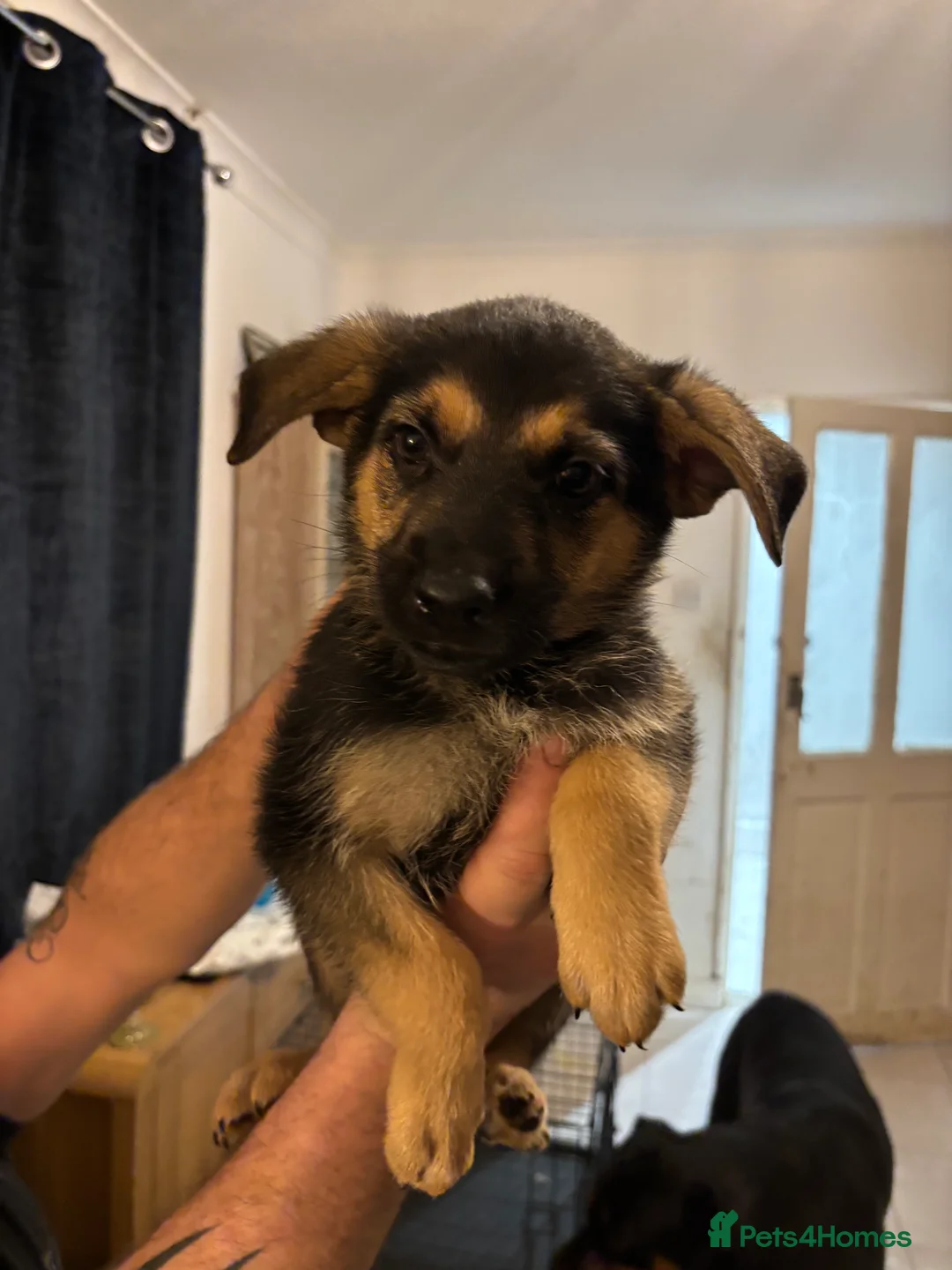Mixed Breed dogs for sale: German Shepherd Rottweiler Puppies - Advert 17