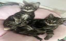 Mixed Breed cats for sale: Make and female tabby kittens for sale  - Image 5