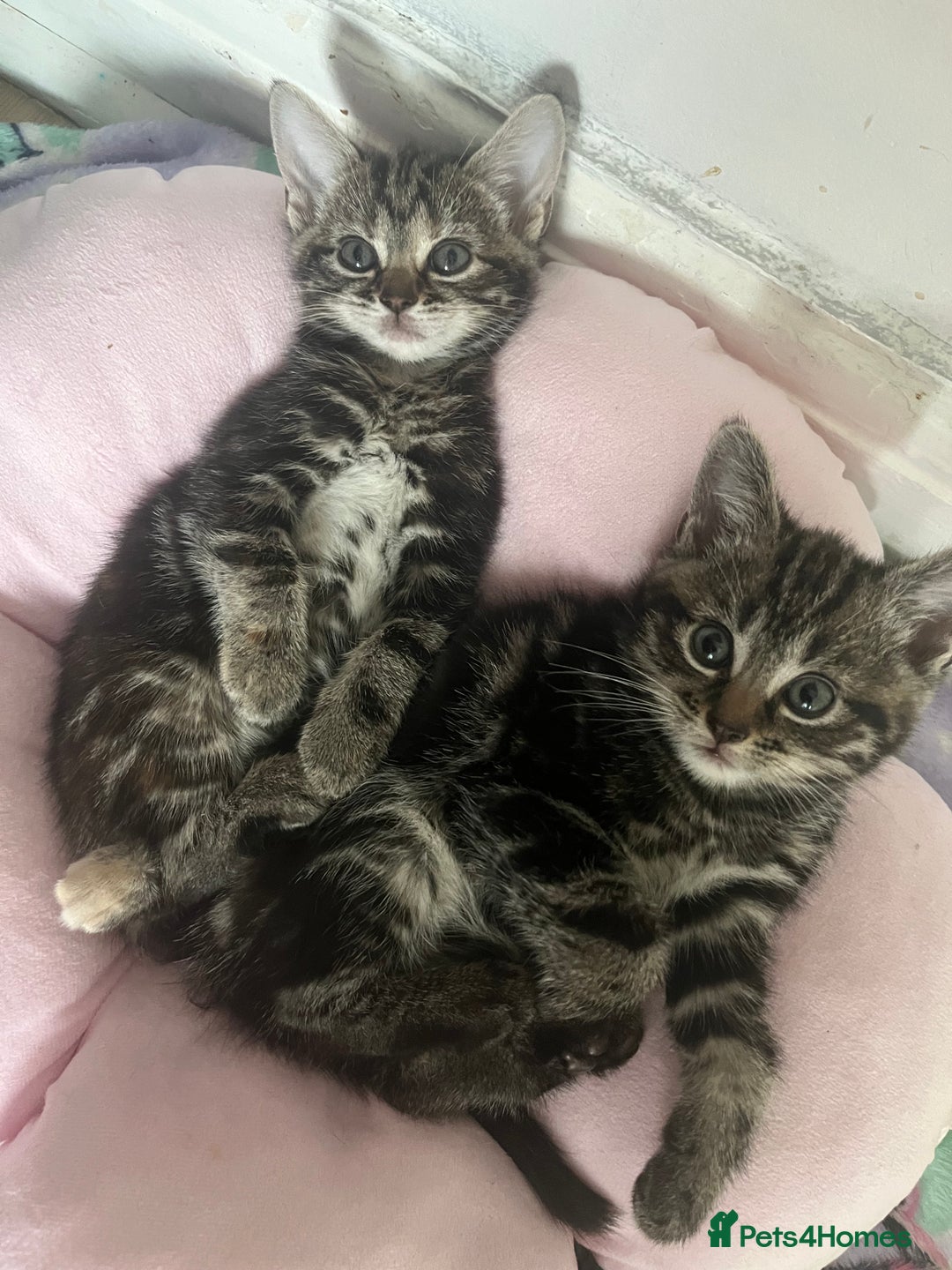 Mixed Breed cats for sale: Make and female tabby kittens for sale  - Image 5