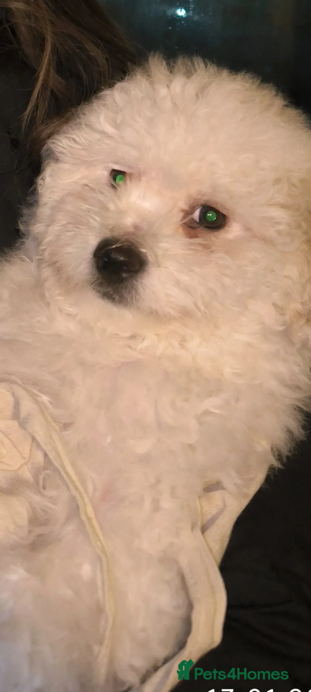 Maltipoo dogs for sale: Maltipoo  in South Ockendon - Advert 1