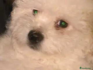 Maltipoo dogs Maltipoo in South Ockendon - Advert 12