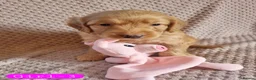 Cockapoo dogs for sale: Cockapoo Merle Puppies  - Advert 7