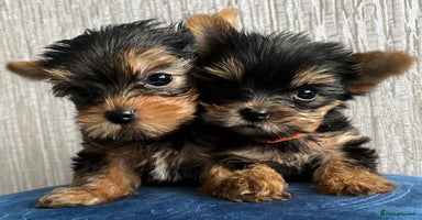 Yorkshire Terrier dogs - Advert 12