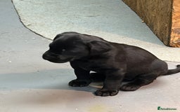 Labrador Retriever dogs for sale: Black labrador puppys - Advert 6