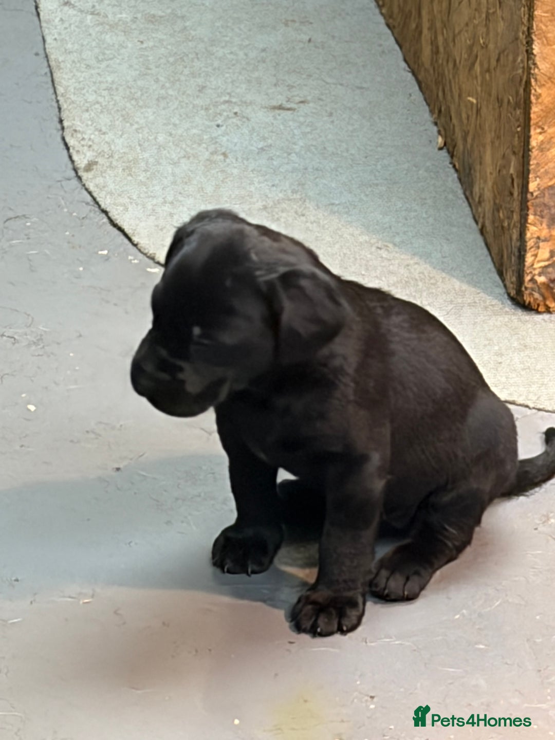 Labrador Retriever dogs for sale: Black labrador puppys - Advert 6