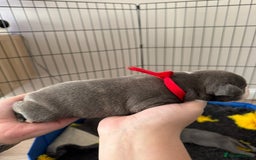 Staffordshire Bull Terrier dogs for sale: 🐶 KC Reg Staffordshire Bull Terrier Puppies 🐶 - Image 3