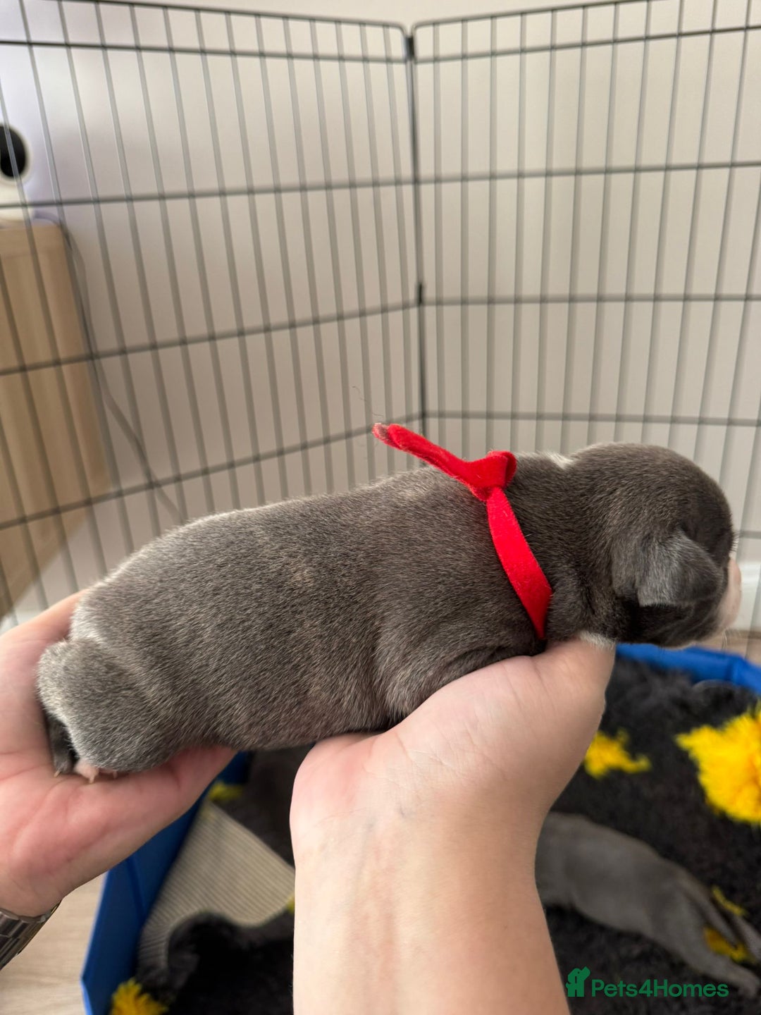 Staffordshire Bull Terrier dogs for sale: 🐶 KC Reg Staffordshire Bull Terrier Puppies 🐶 - Image 3