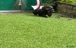 Cockapoo dogs for sale: F1 cockapoo puppies registered breeder - Image 14