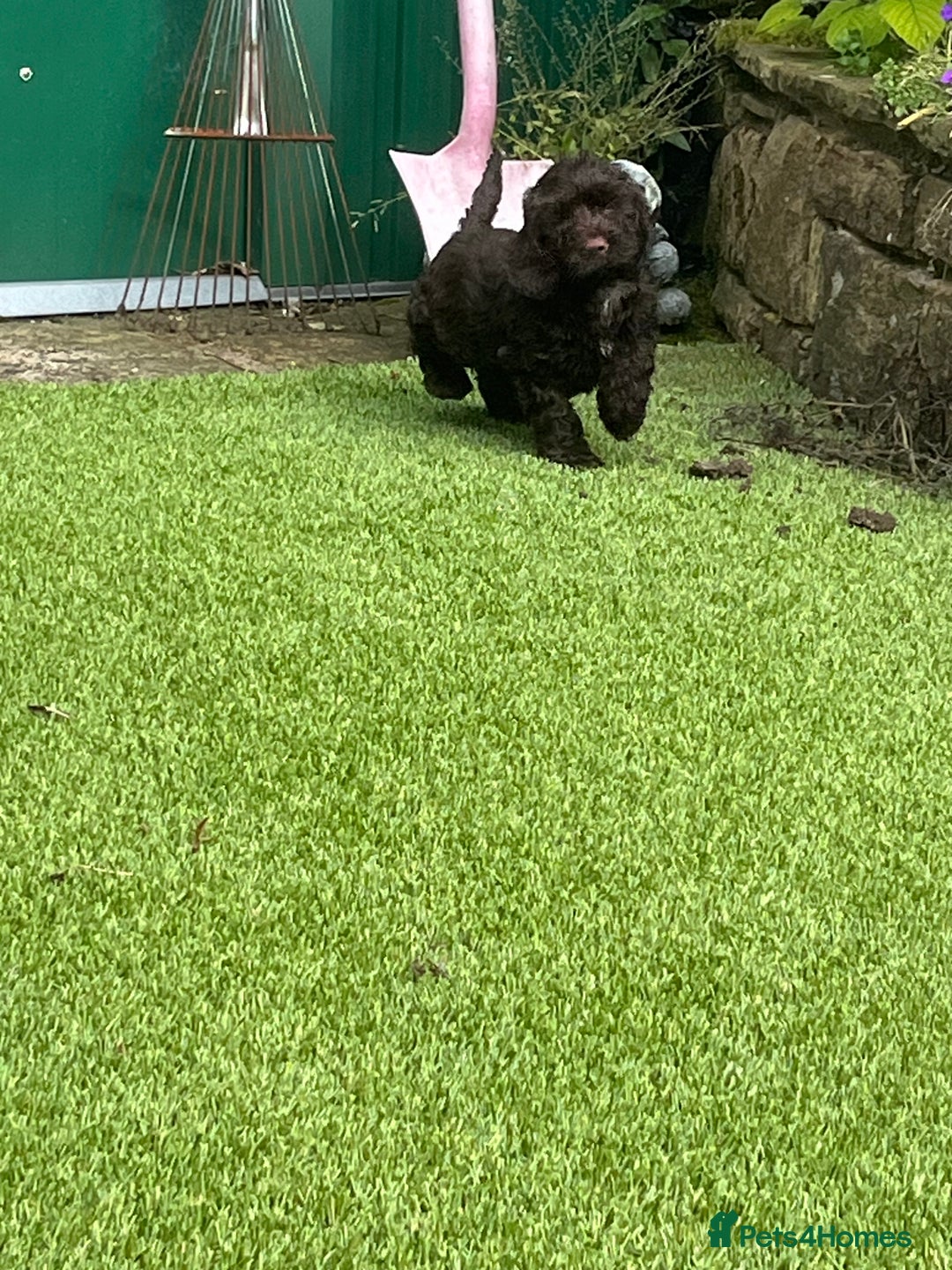Cockapoo dogs for sale: F1 cockapoo puppies registered breeder - Image 14