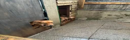 Lurcher dogs for sale: 7 week old lurcher puppies - Advert 2