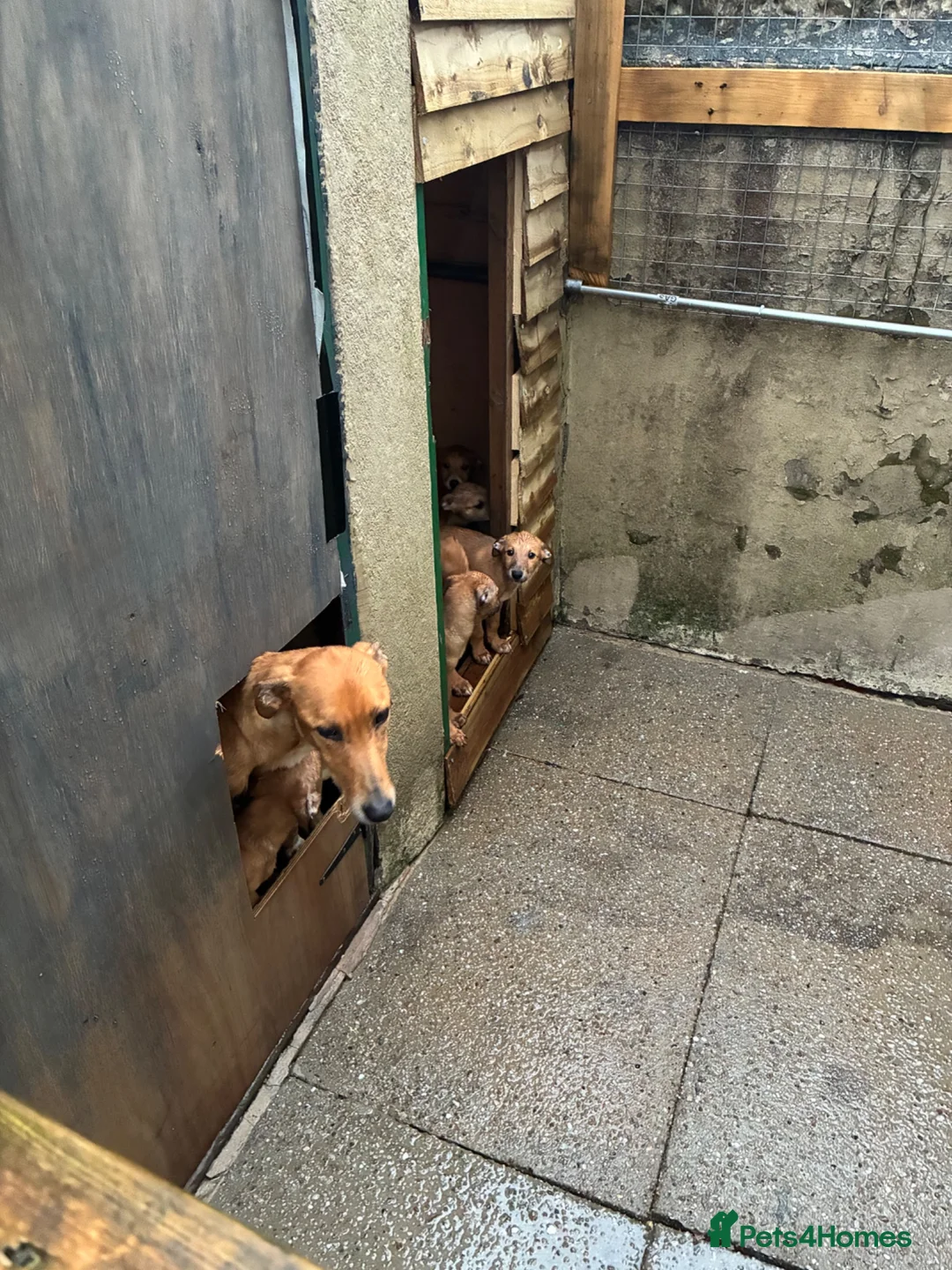 Lurcher dogs for sale: 7 week old lurcher puppies - Advert 2