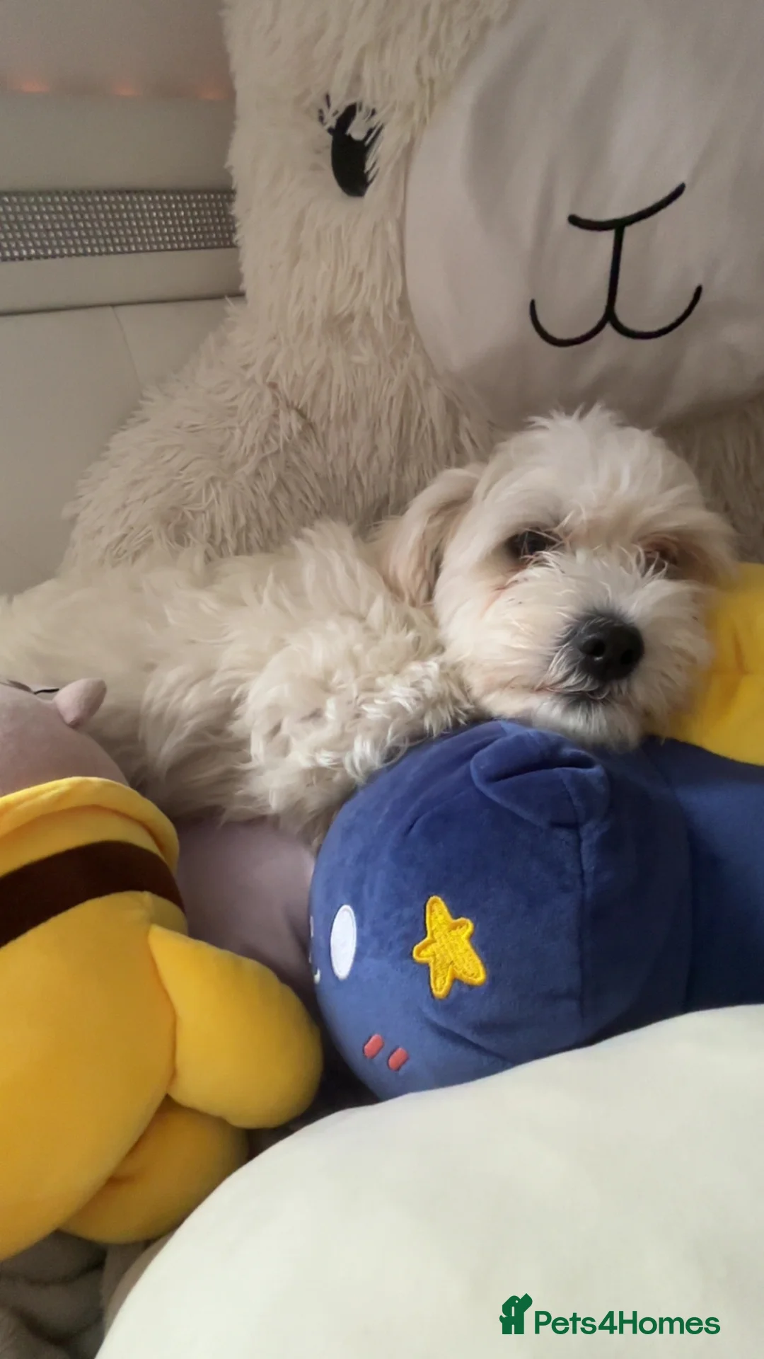 Bichon Frise dogs for sale: Bichon Frise mix - Advert 4