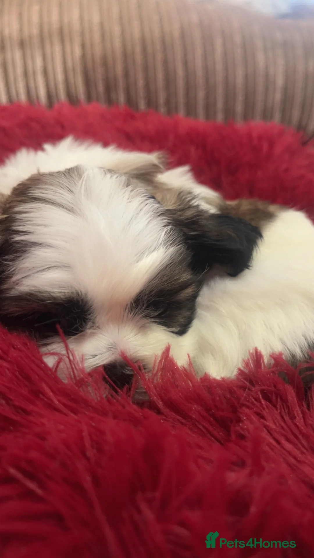 Shih Tzu dogs for sale: Beautiful litter of puppy’s  - Advert 20