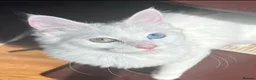 Turkish Angora cats for sale: 2 beautiful Turkish Angora kittens ready! - Advert 8