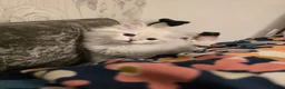 Siberian cats for sale: Siberian Neva Masquerad kitten - Advert 6