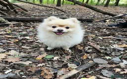 Pomeranian dogs for stud: Pomeranian for stud - Image 3