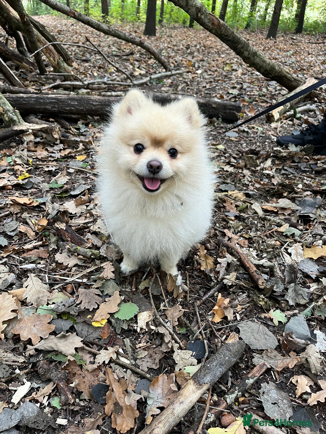 Pomeranian dogs for stud: Pomeranian for stud - Image 3