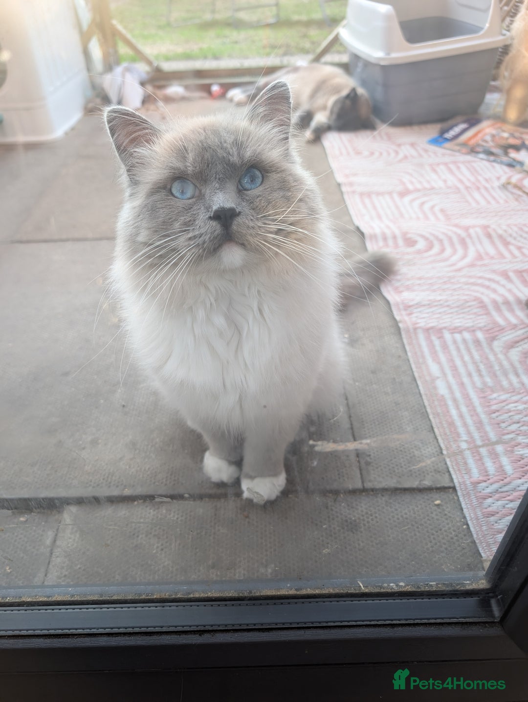 Ragdoll cats for sale: Ragdoll - home reared kittens - Image 5