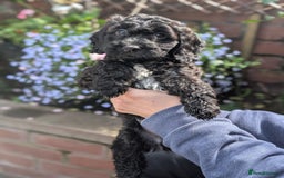 Cockapoo dogs for sale: Stunning Family Pets - Litter References Available - Image 5
