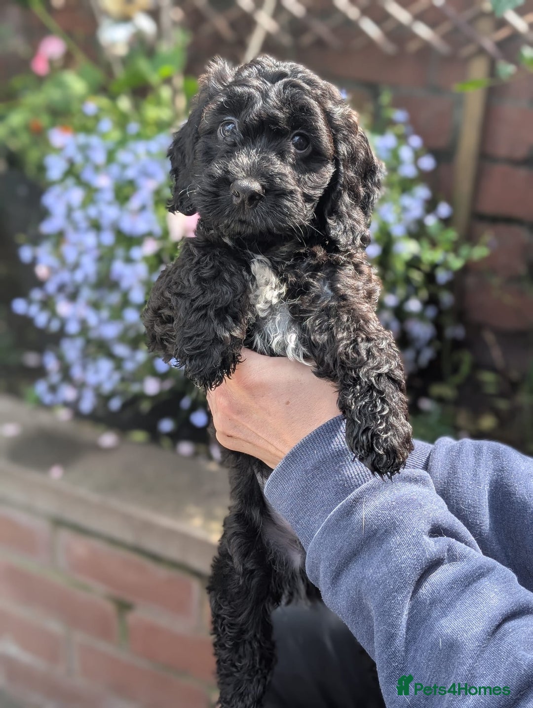 Cockapoo dogs for sale: Stunning Family Pets - Litter References Available - Image 5